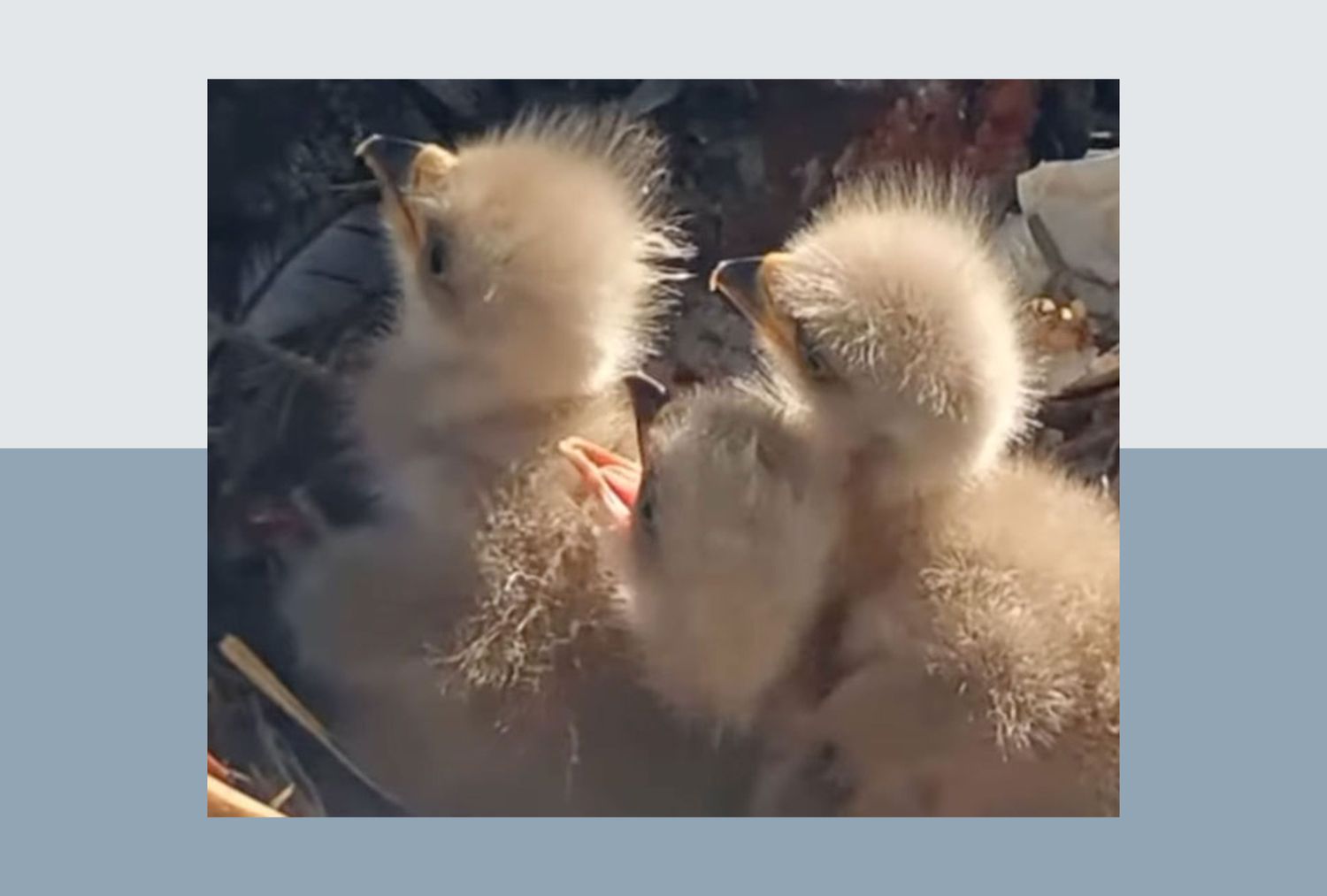 Baby Eaglets
