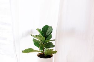 small fiddle leaf fig tree amongst white drapes