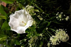 Closeup of moonflowers surrounded by green foliage