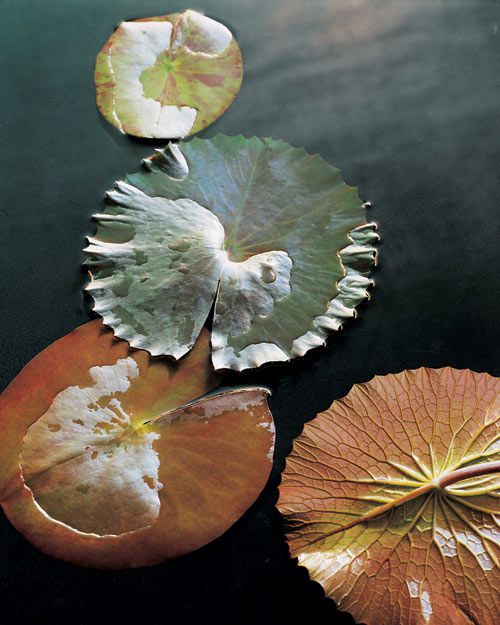 msl_feb03_209bb1_lilypads.jpg