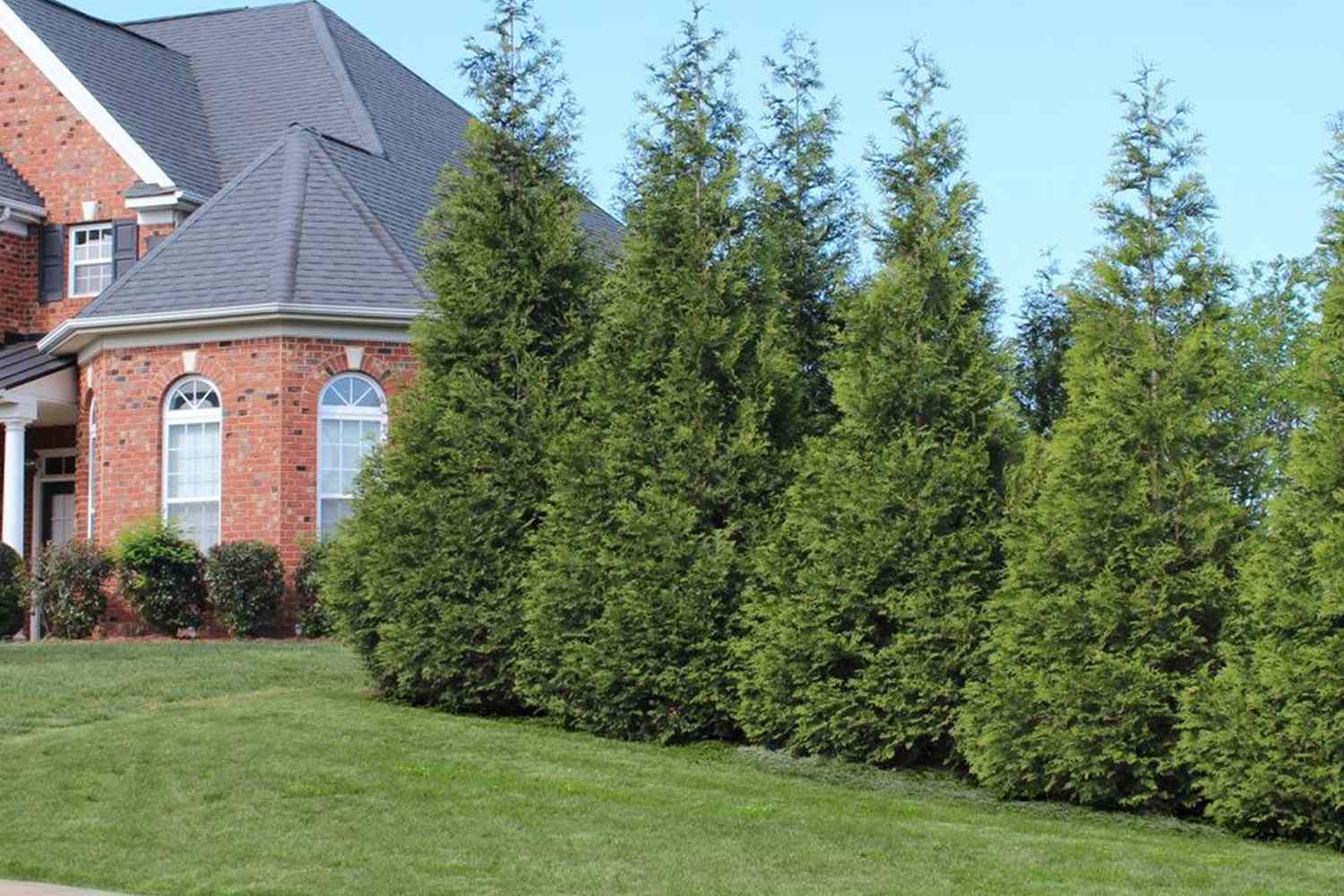 A row of evergreen trees next to a brick house with manicured lawn