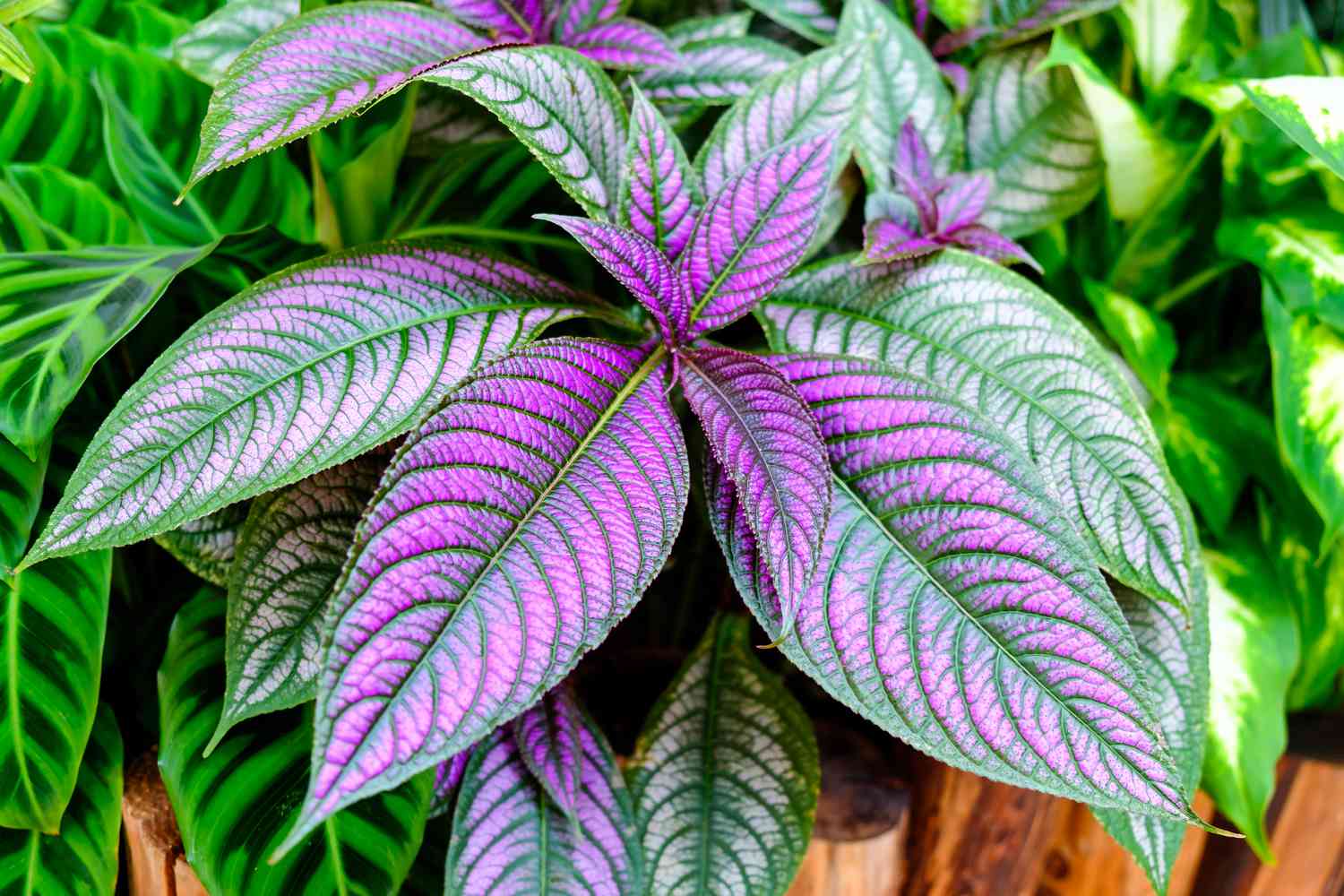 Persian Shield