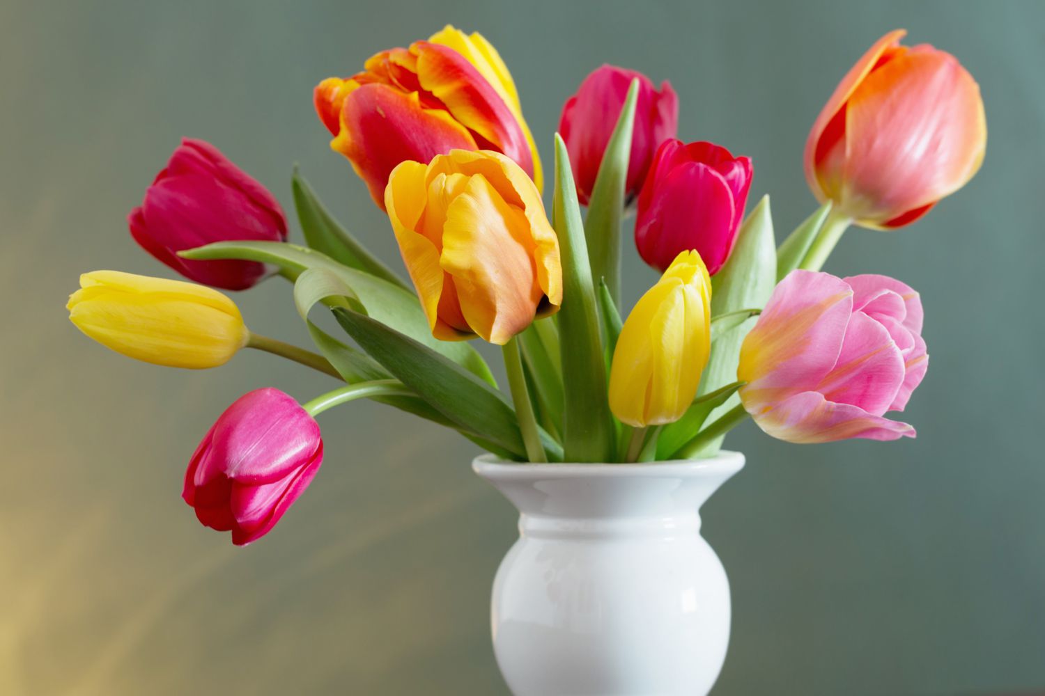 beautiful tulips in white vase on green background