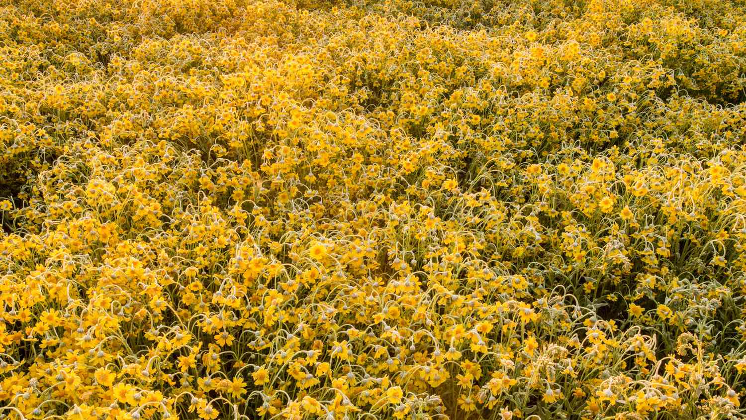 Carrizo Plain National Monument in California