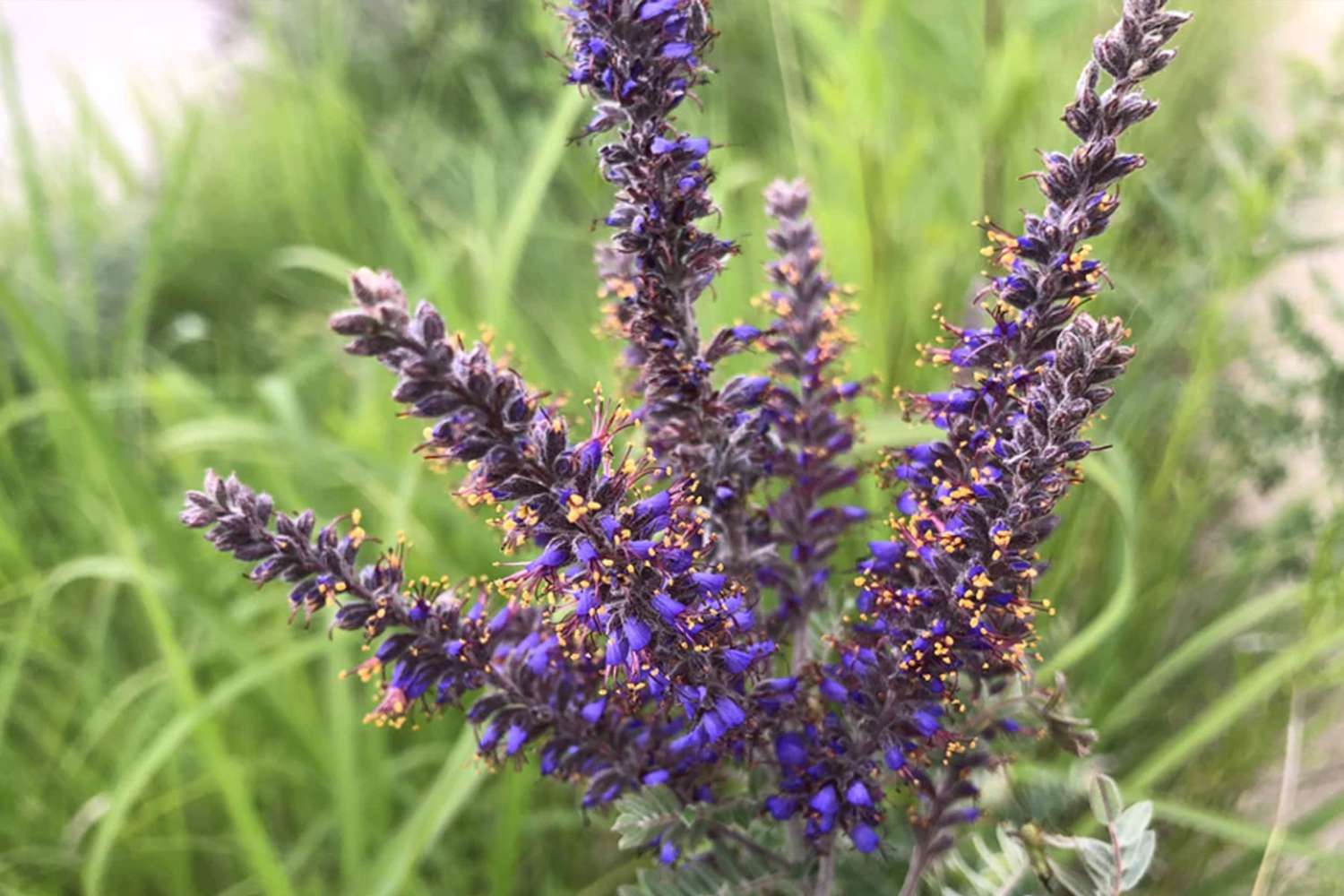 Leadplant
