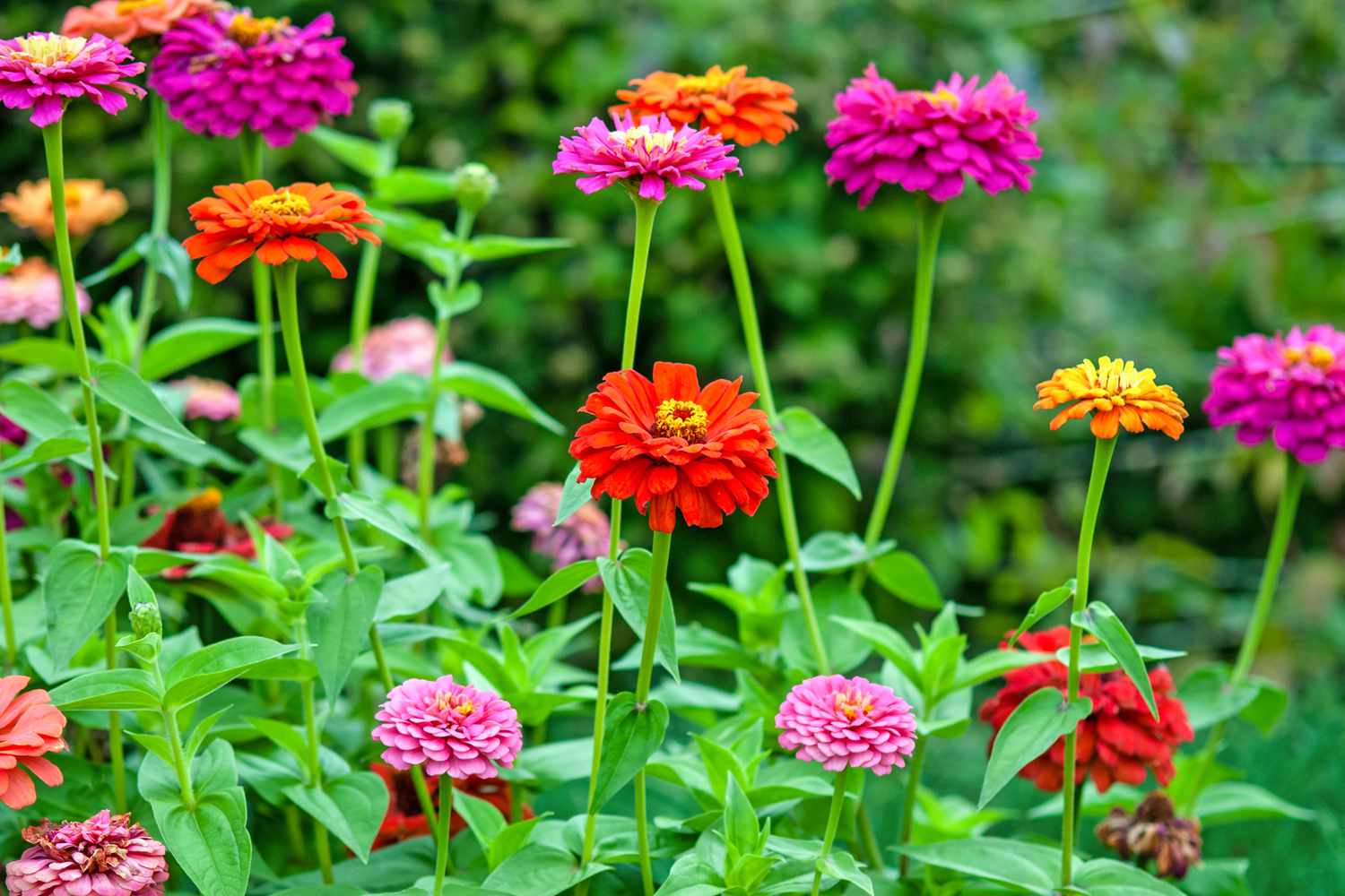 tall, colorful zinnia flowers in garden