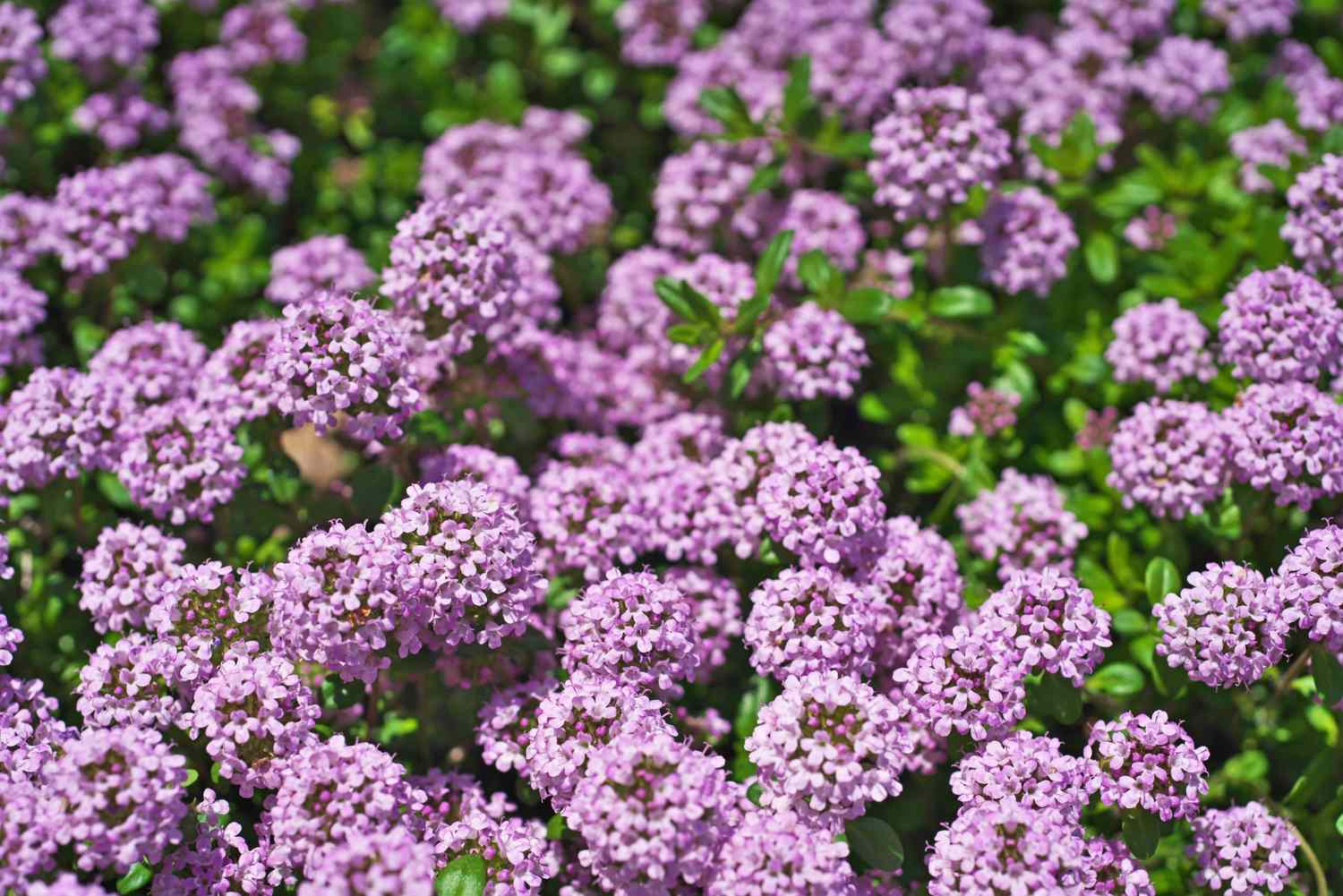 Closeup view of blooming thyme flowers in a garden