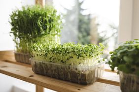 Microgreens on shelf by window at home