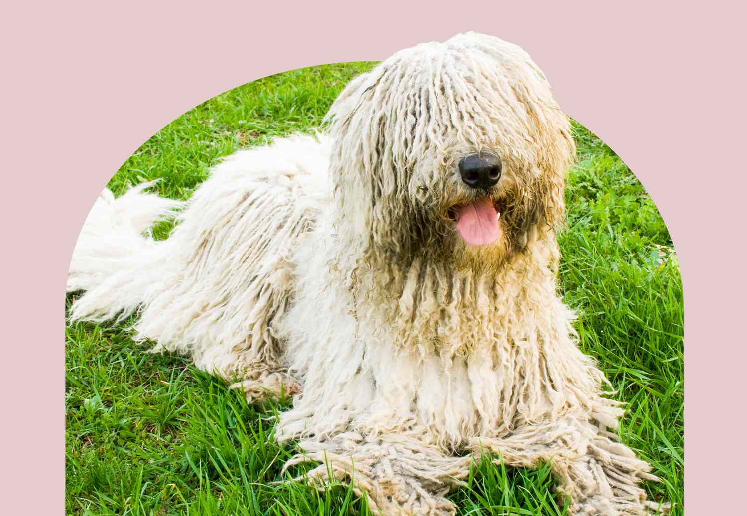 Komondor Dog
