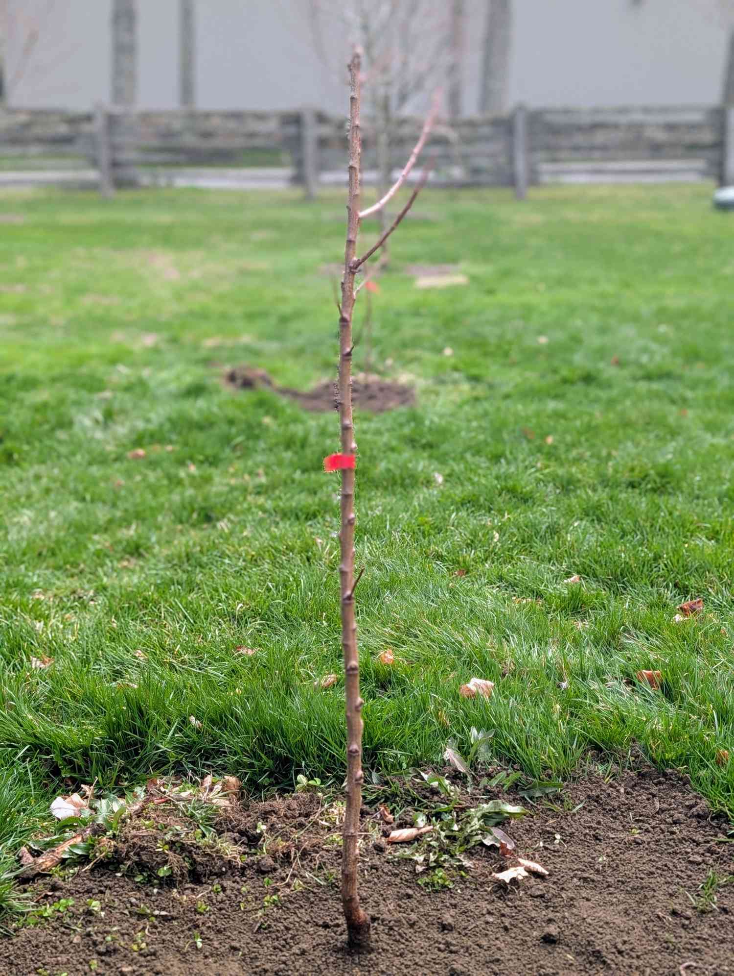 Freshly planted fruit tree 