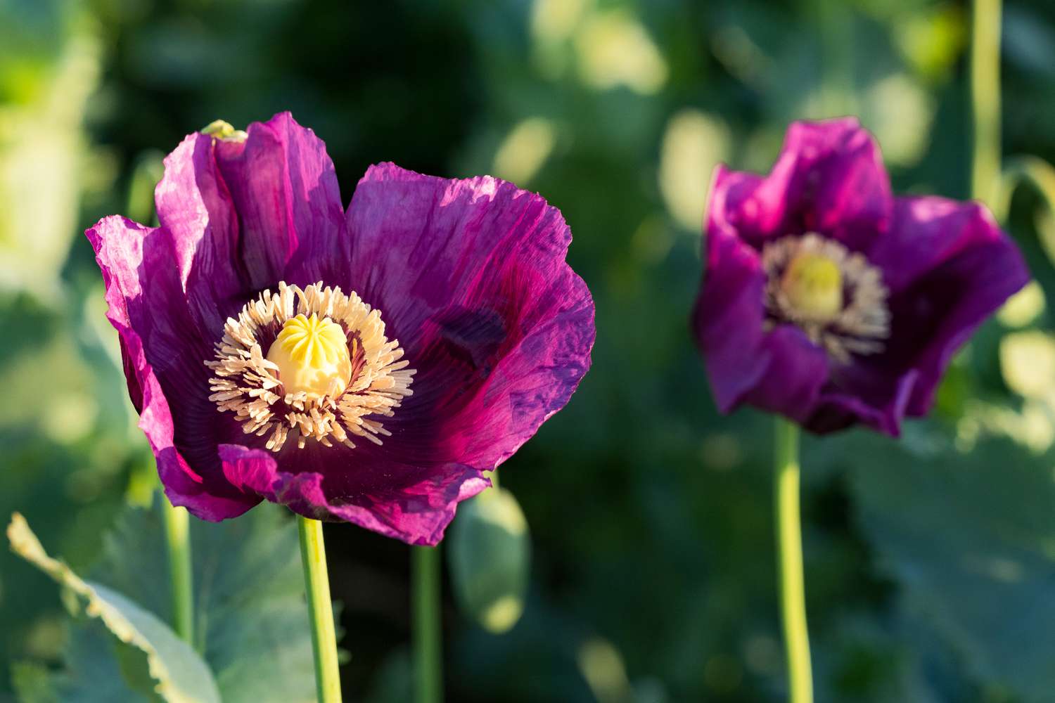 Purple Poppy