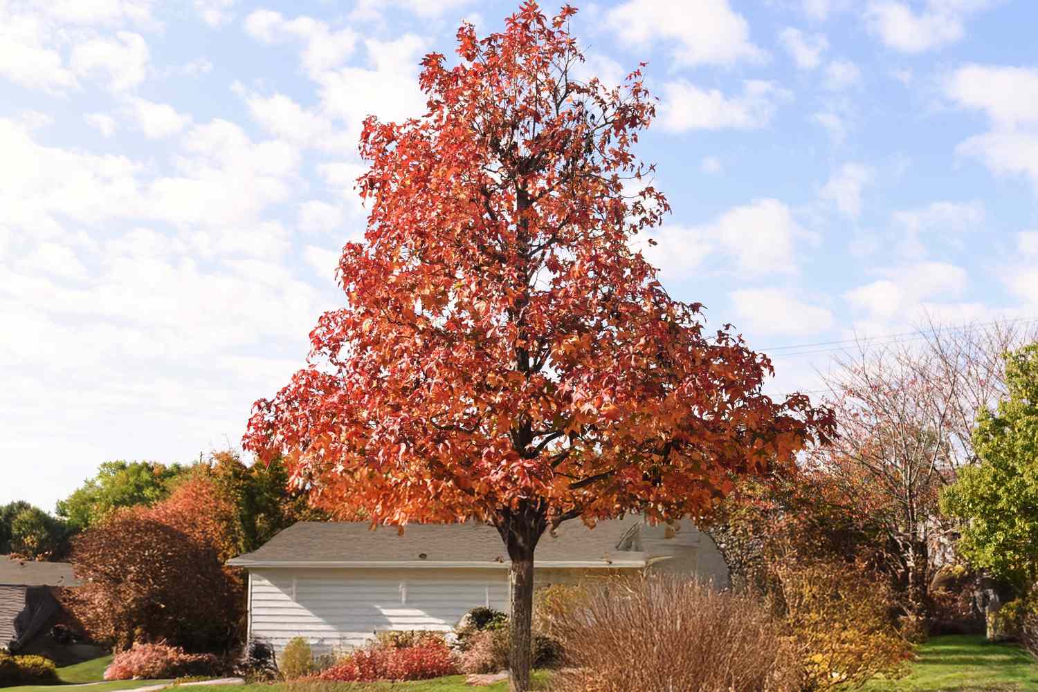 Sweetgum tree standing in a residential area with houses and foliage in the background