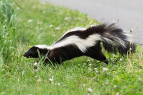 A skunk walking through grass near a road