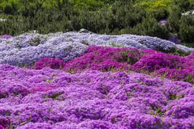 A field of vibrant flowers covering the ground with various shades