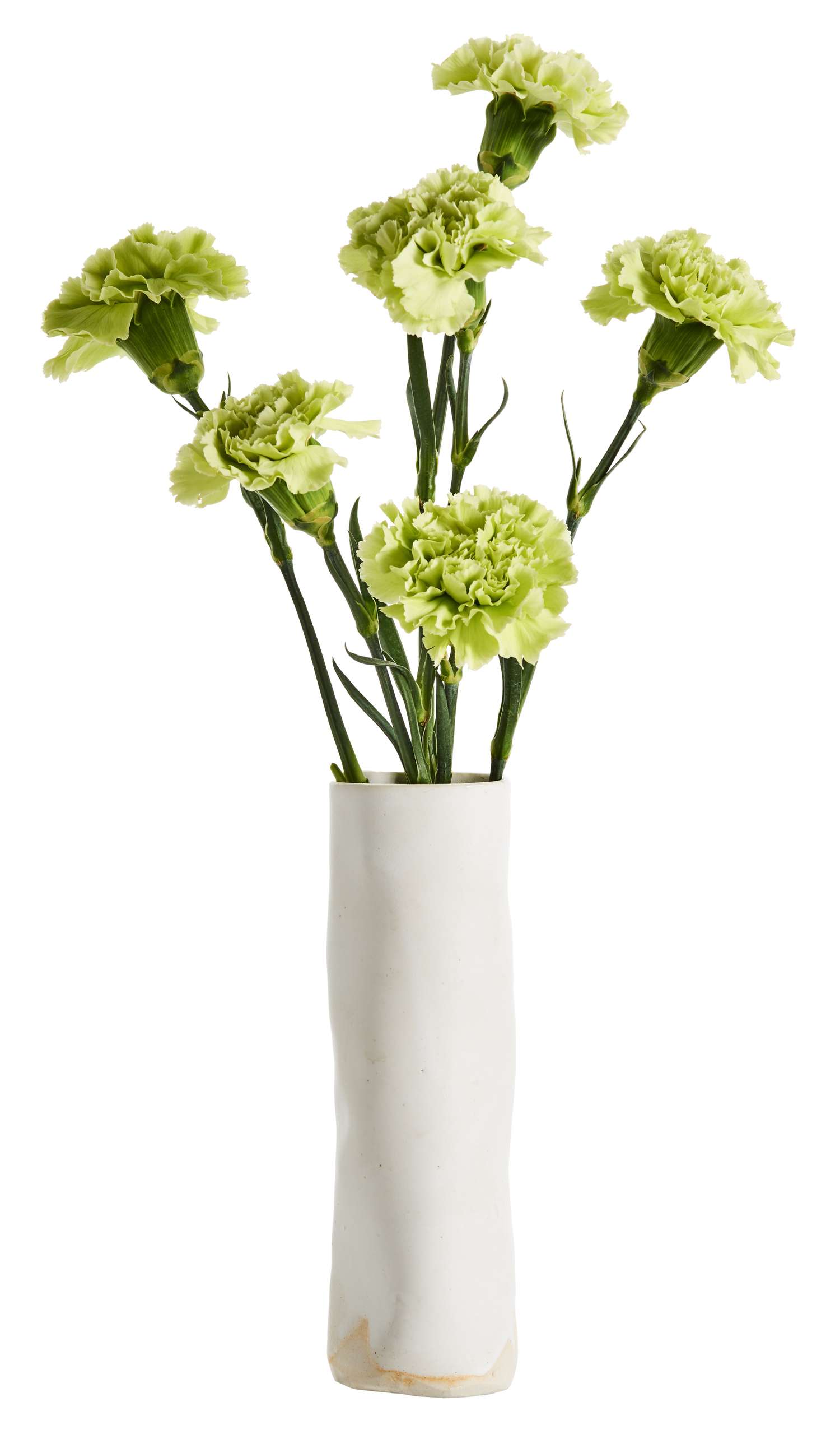Carnations in a cylinder vase