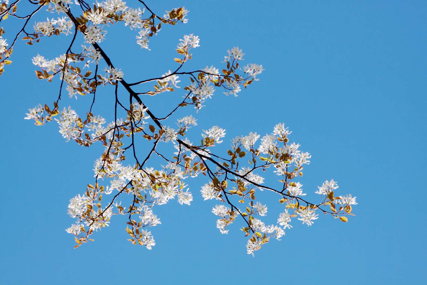 Serviceberry tree branch with blooms.