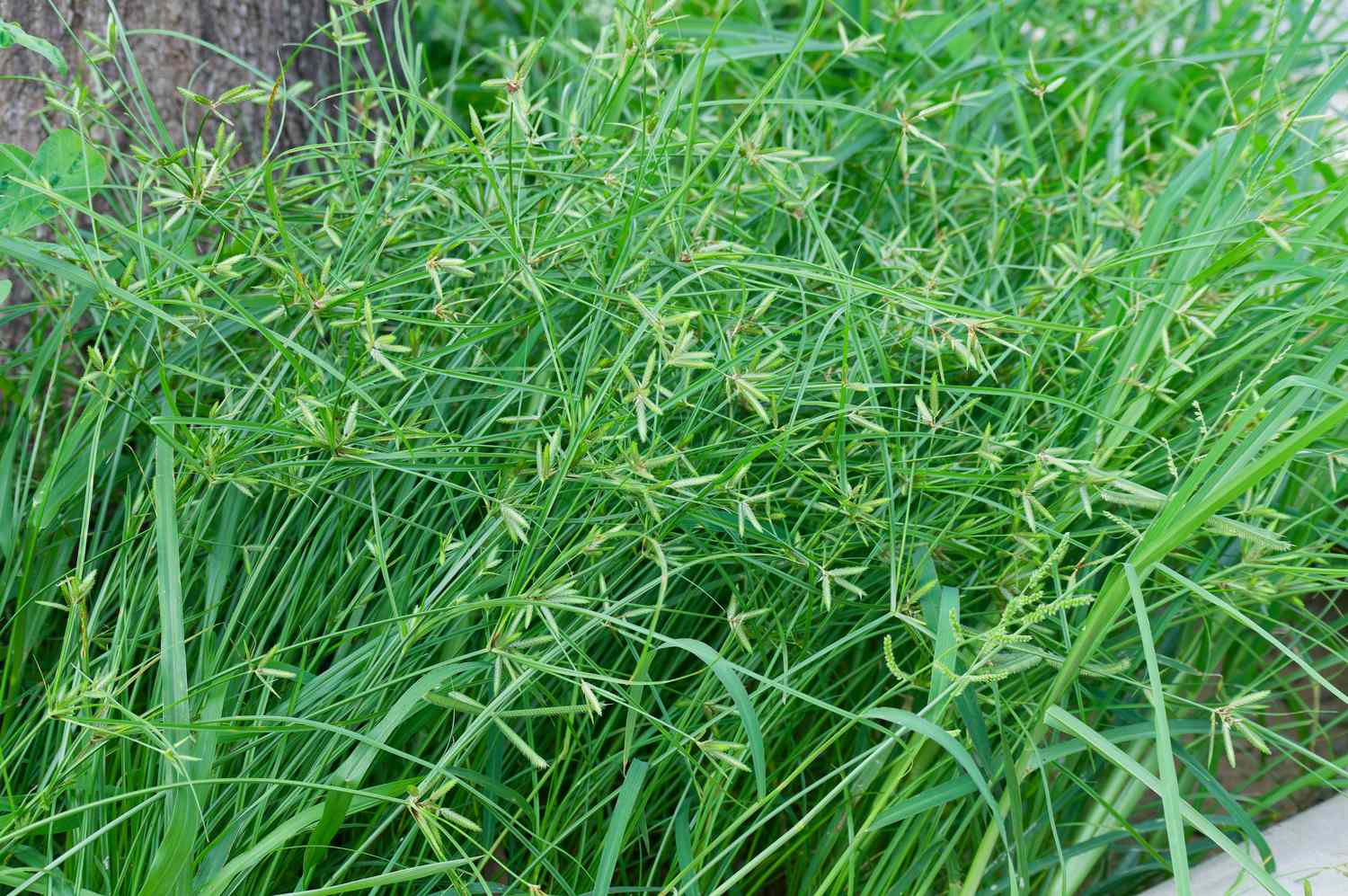 Close up of vibrant green nutsedge plants