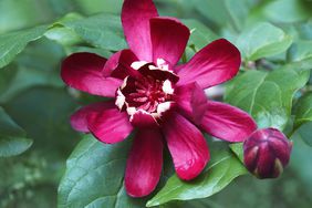 close up of a sweetshrub bloom in burgundy color