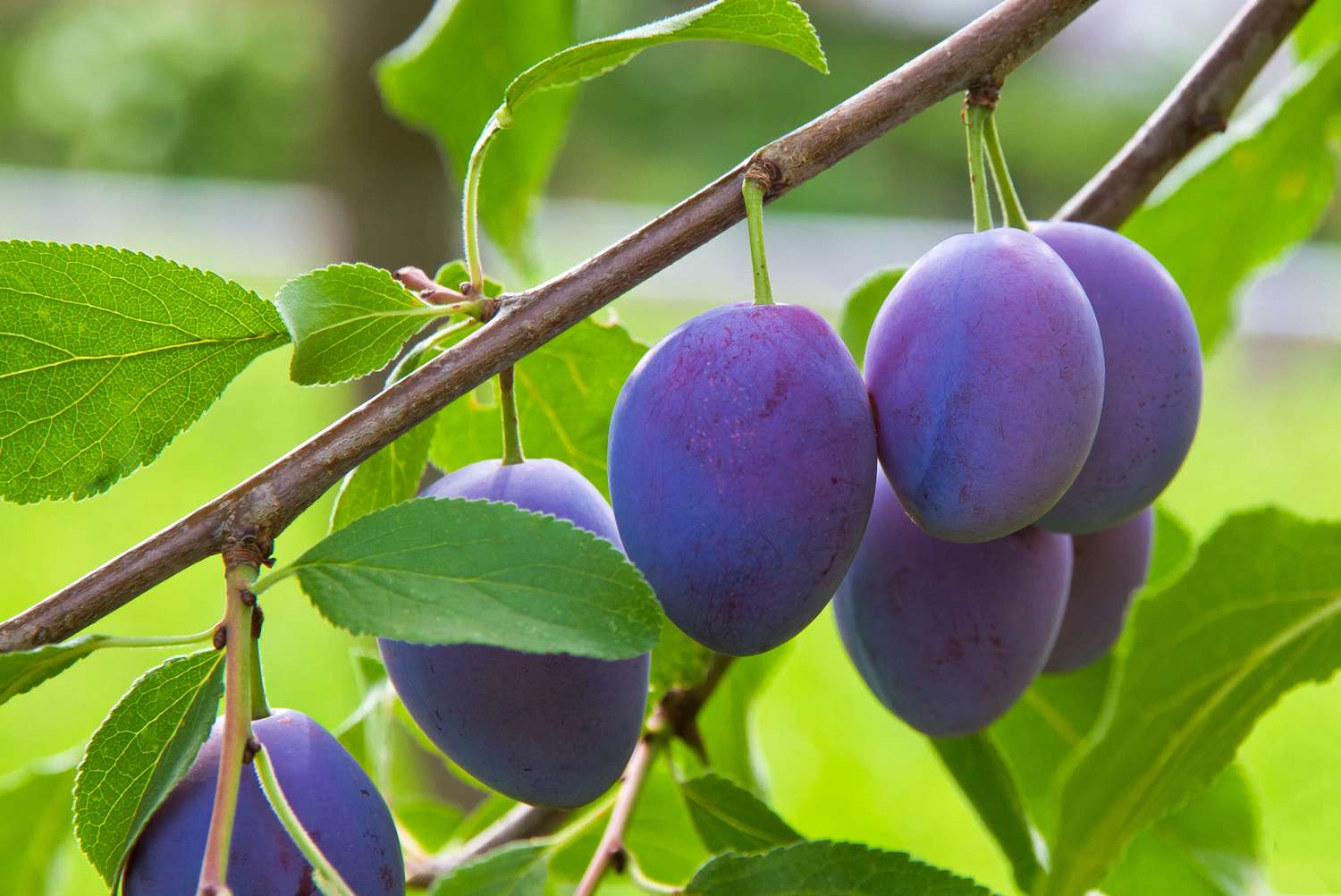 Branch with blue plums.