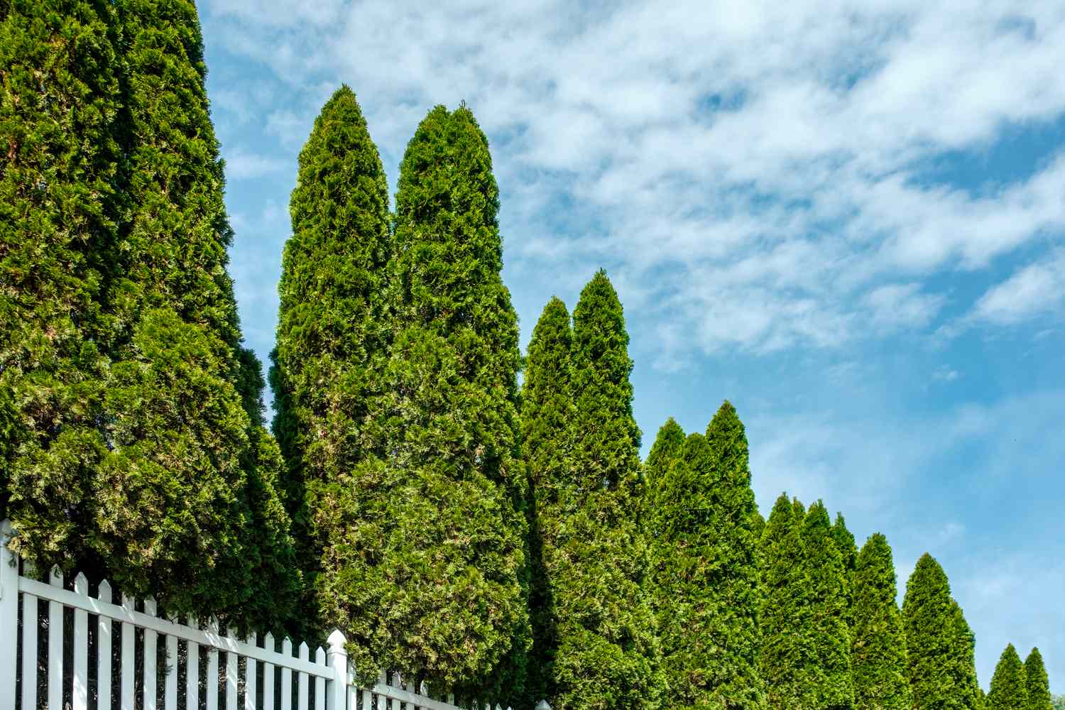 A row of tall evergreen trees behind a white picket fence against a blue sky