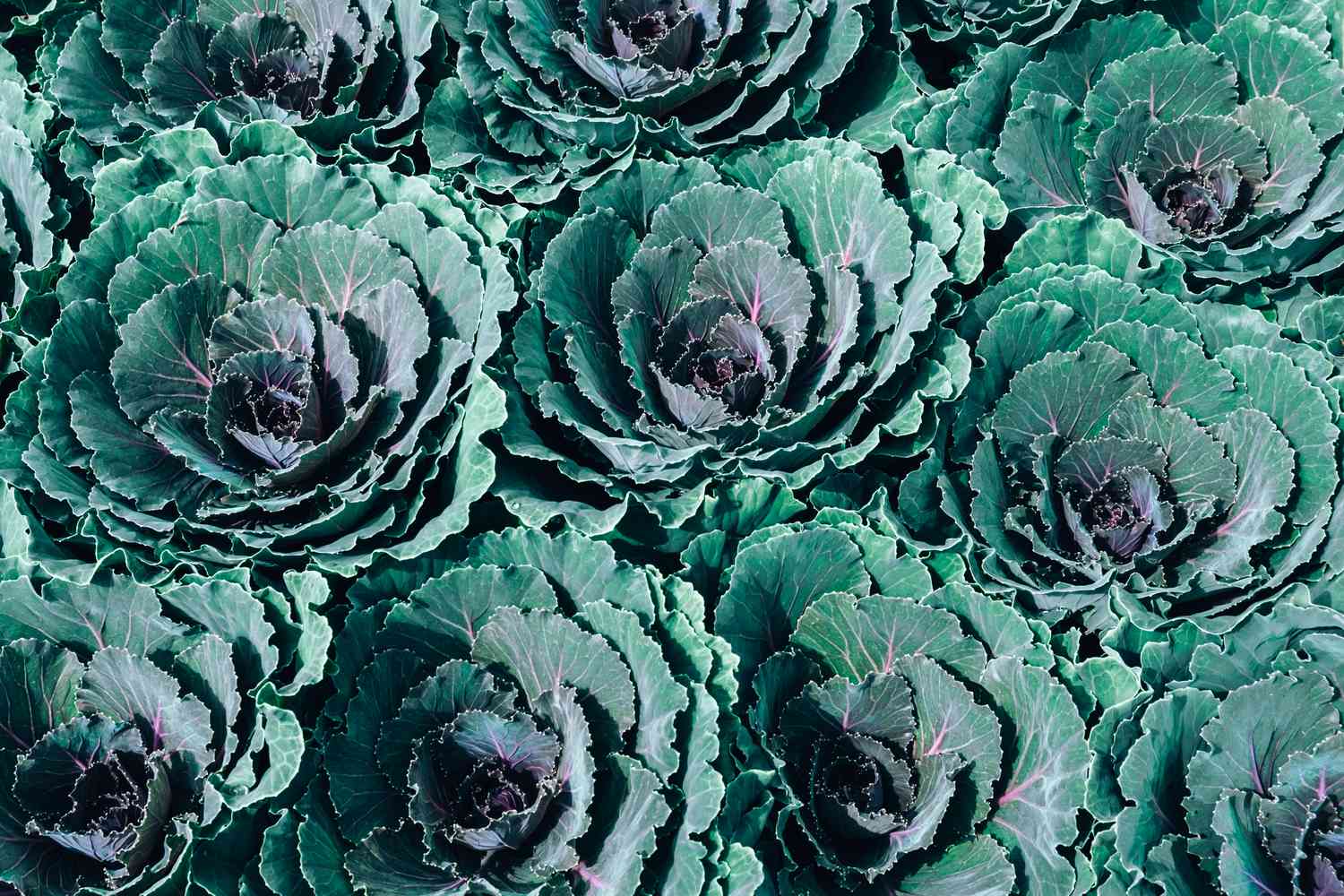 Patch of ornamental winter flowering kale or flowering cabbage.