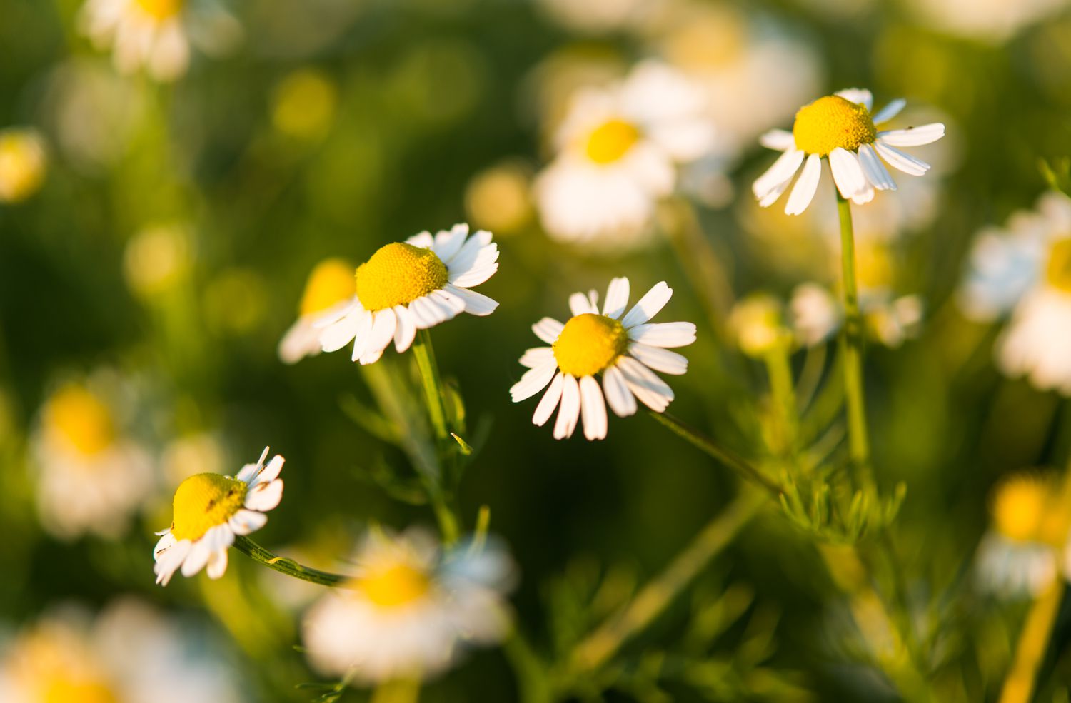 Chamomile
