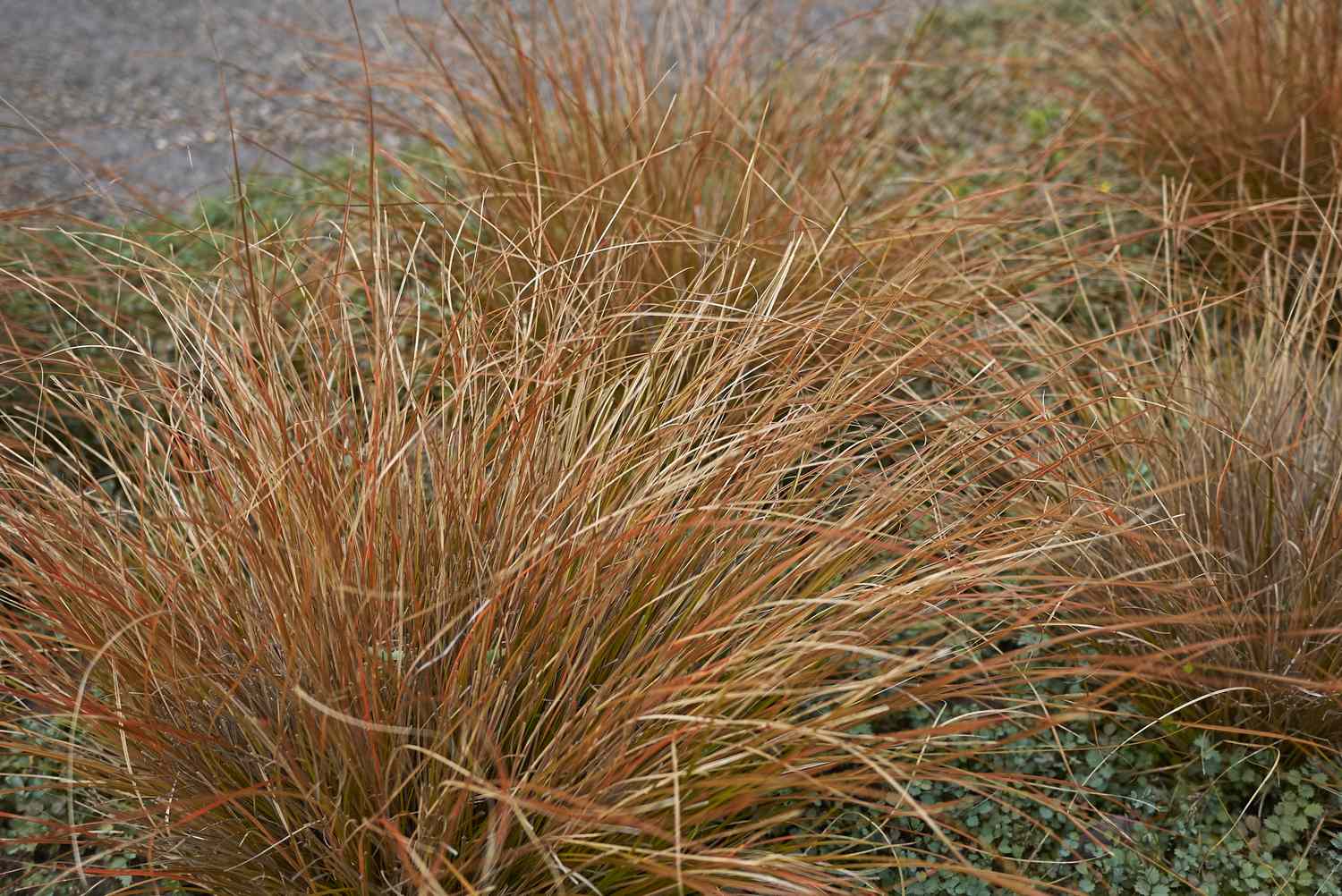 Ornamental grass plants in an outdoor setting