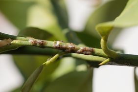 Closeup of scale insects attached to a plant stem