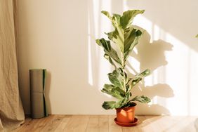 fiddle leaf fig plant