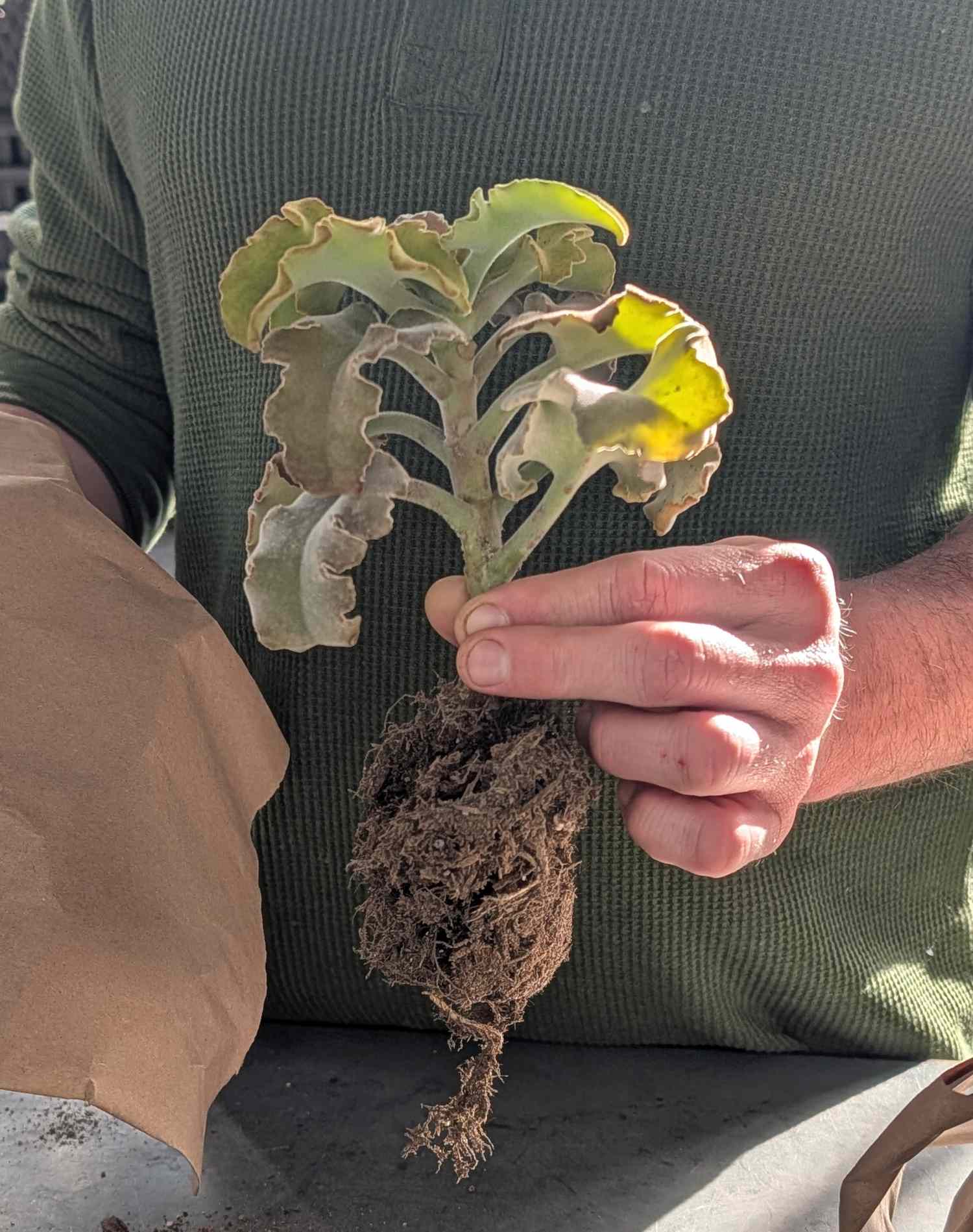 A person holds a small succulent plant with roots exposed