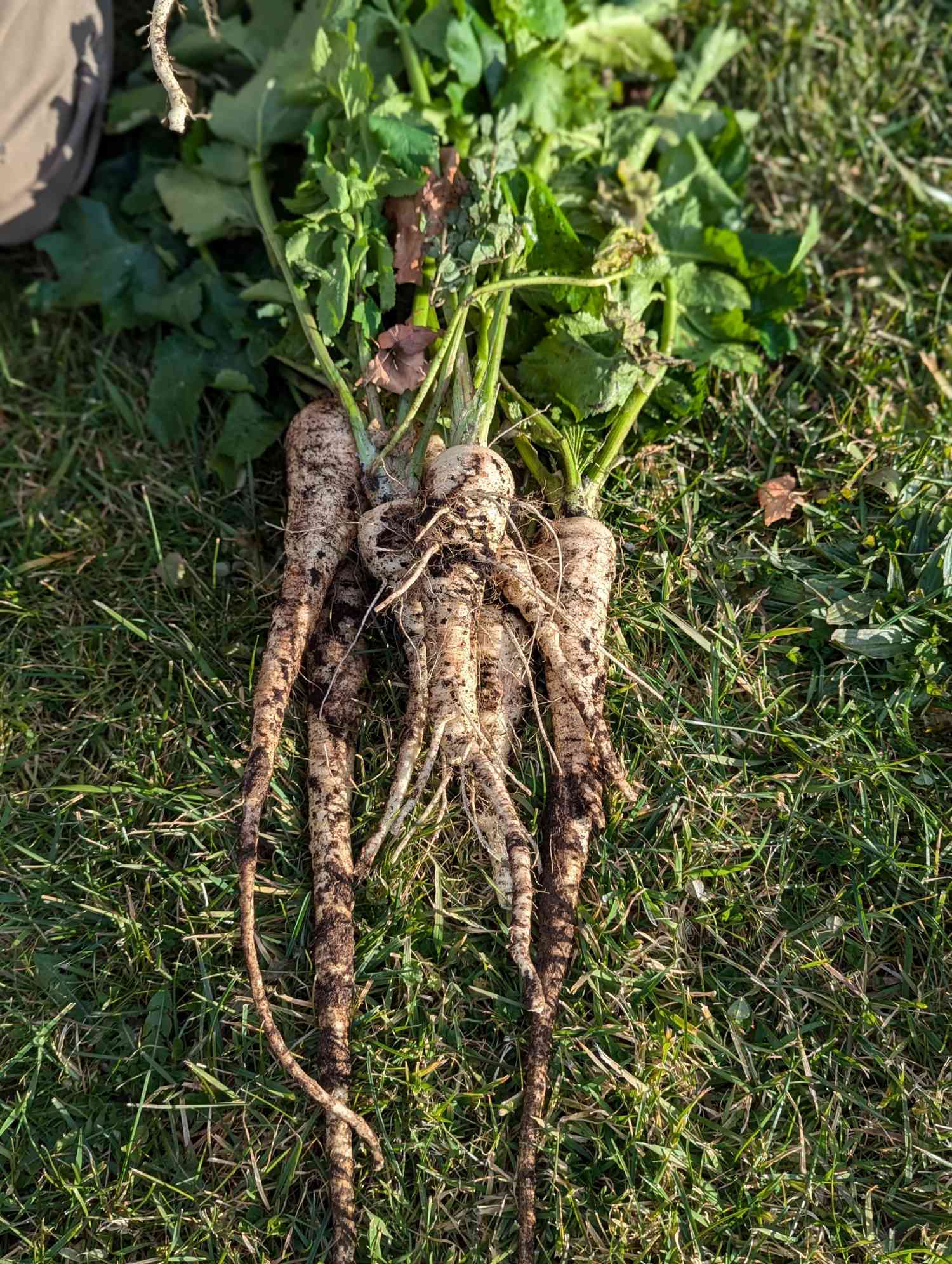 Parsnips on the ground