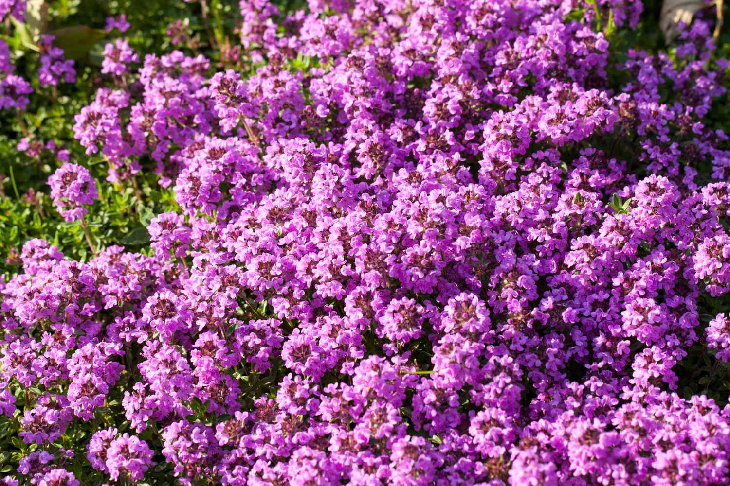 Creeping thyme flowers