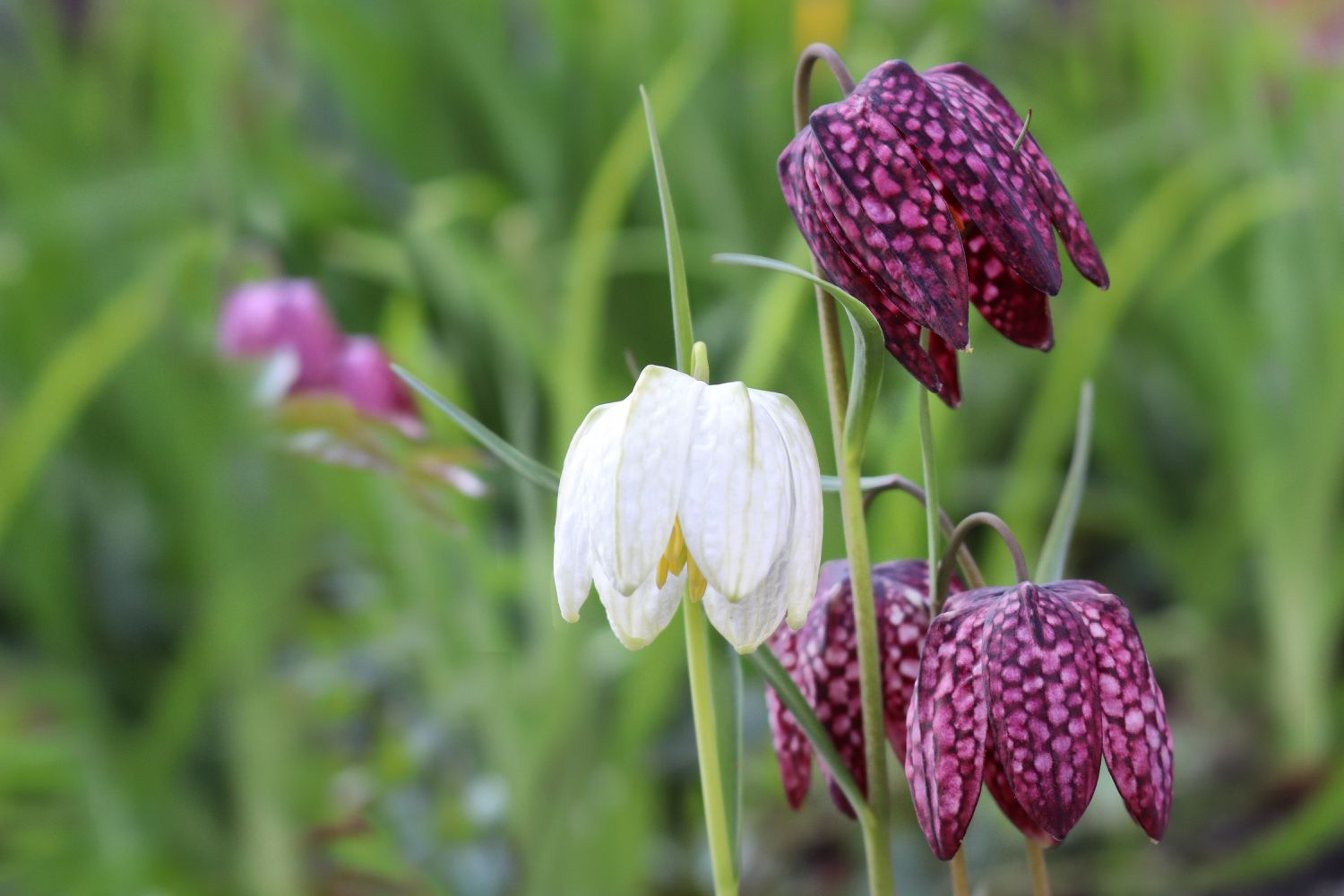 Beautiful display of Fritillaria Meleagis or checkered lily