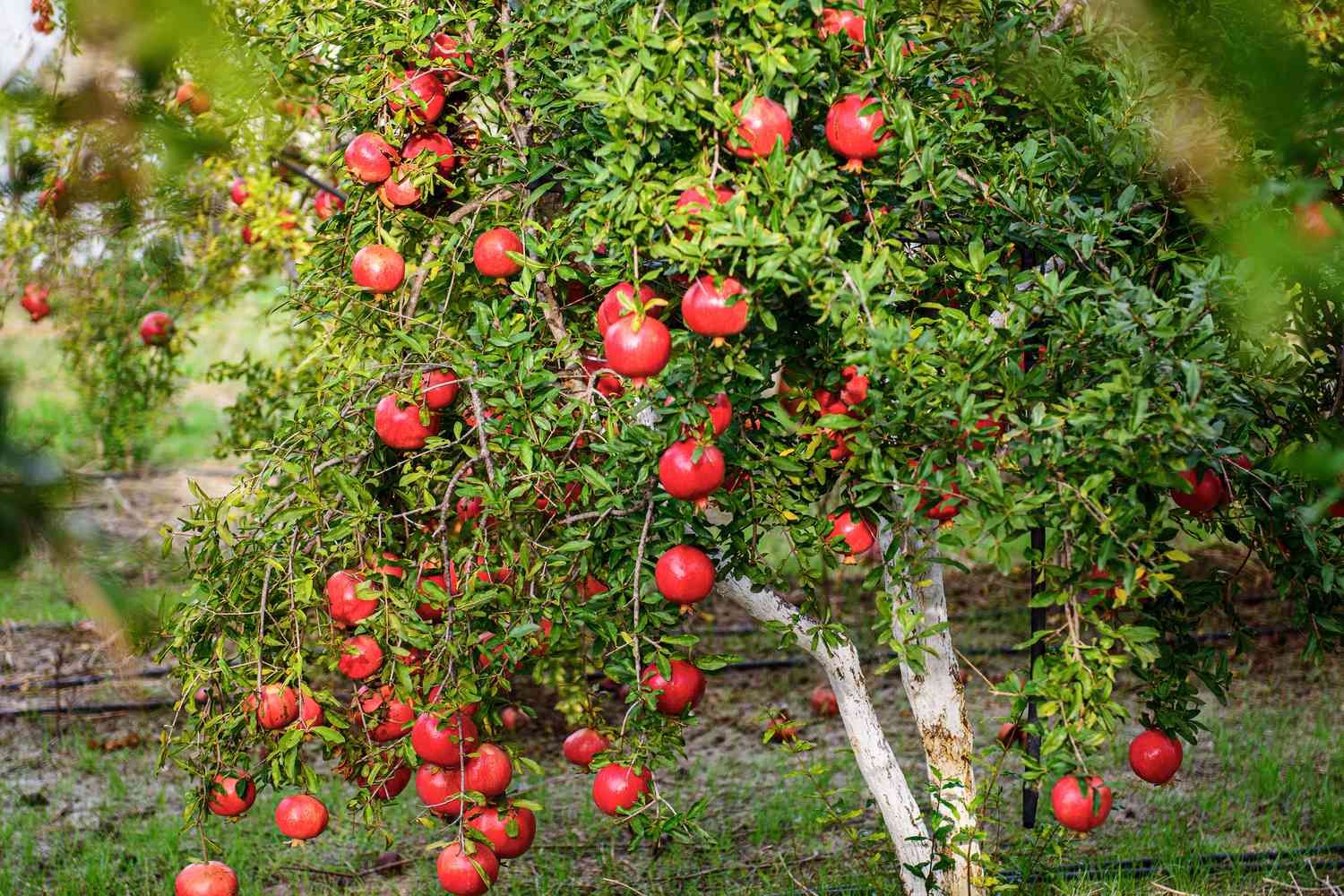 Pomegranate tree