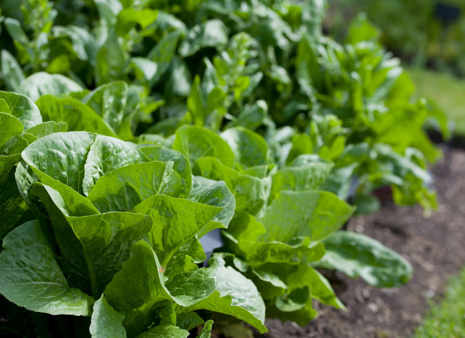 lettuce growing in a garden