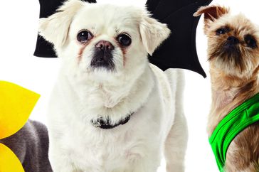 pet-costumes-1011mld107618d_vert