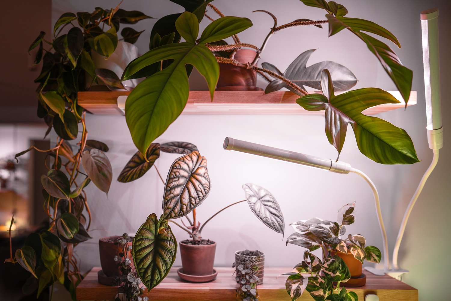 Indoor plants arranged on wooden shelves with grow lights for lighting