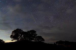 Silhouetted trees beneath a starry night sky with a visible streak from a meteor or shooting star