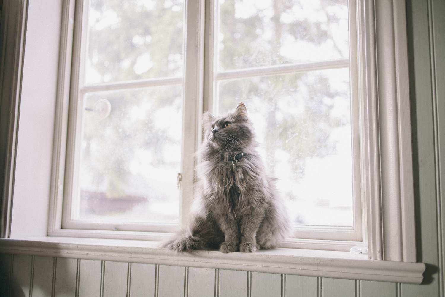 Maine coon cat sitting on windowsill