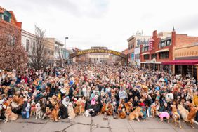 Golden Retrievers with their owners in Colorado 
