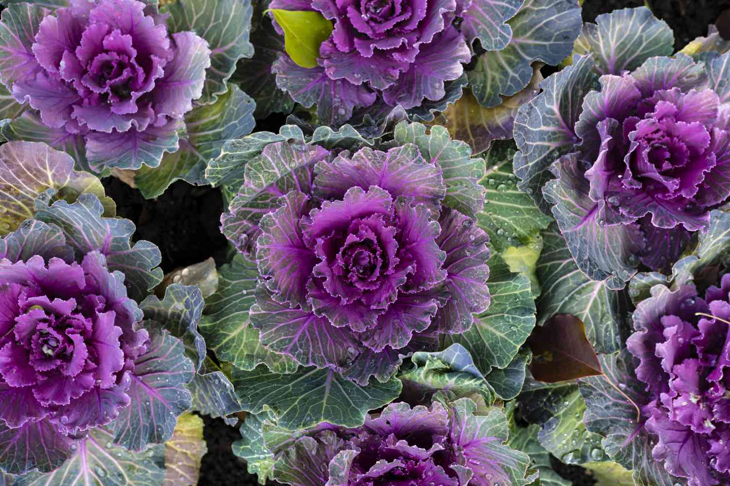 Purple and White ornamental cabbage