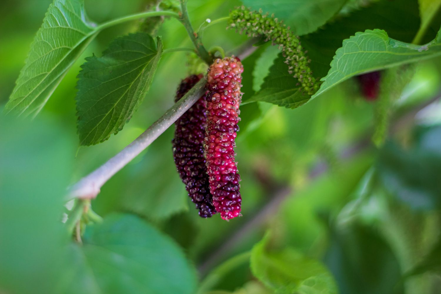 Ripe Pakistan mulberries hanging on the tree