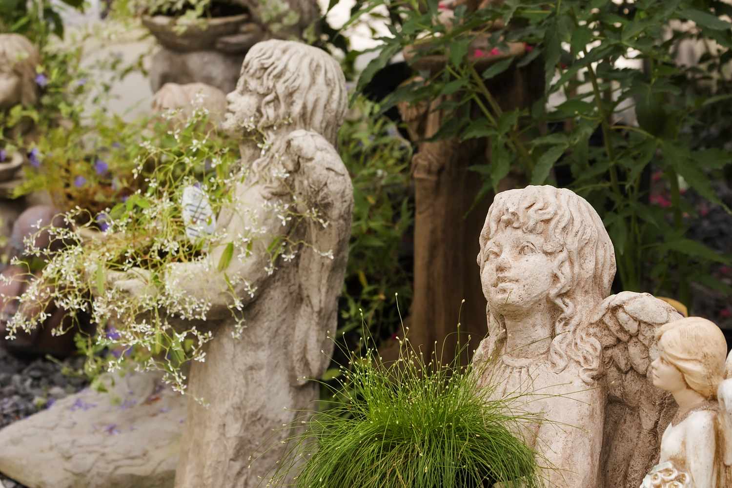 A group of stone angel statues in a garden setting with plants around them