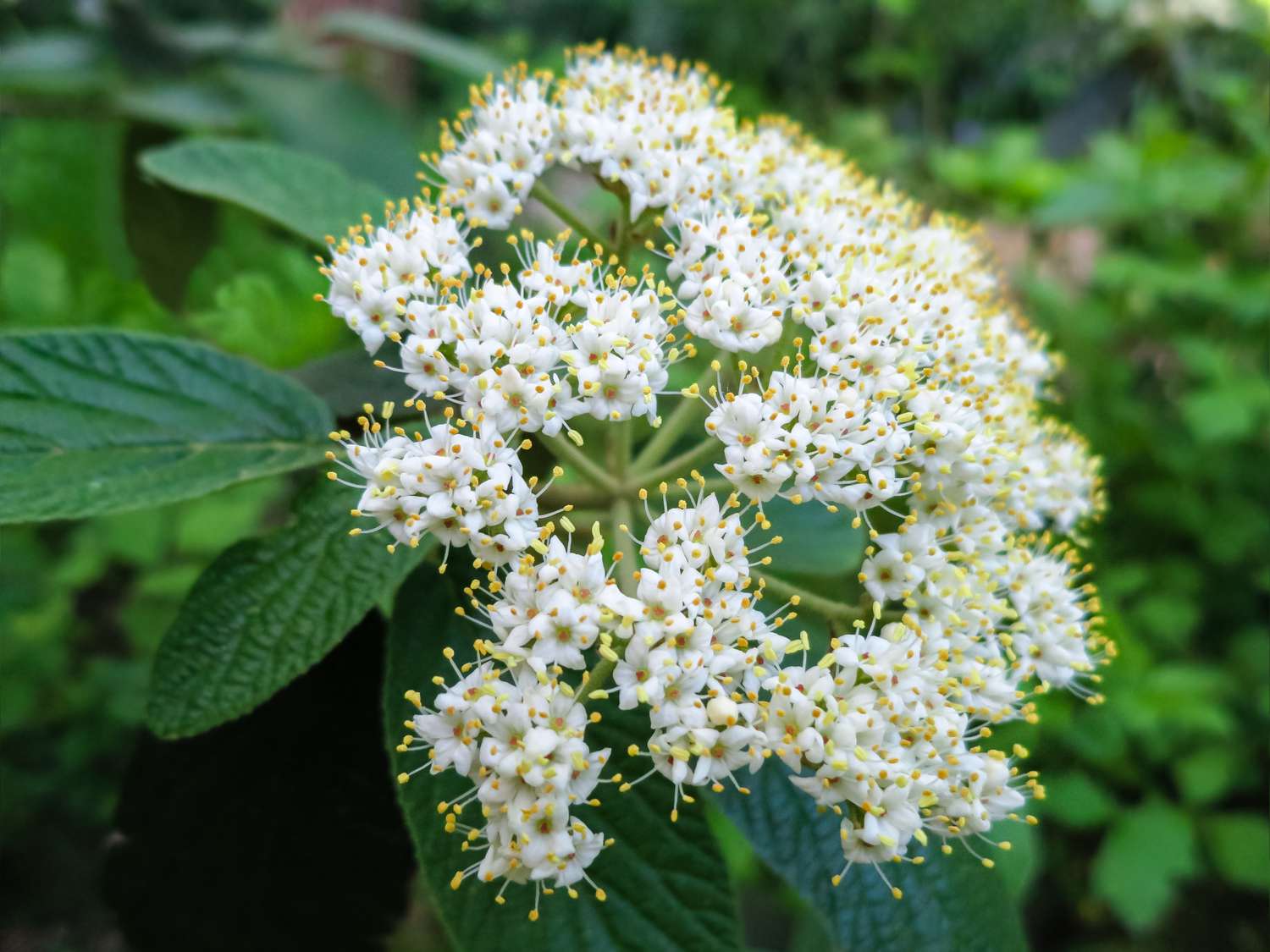 Close-up of beautiful white spring flowers of leatherleaf viburnum (Viburnum rhytidophyllum Alleghany) on dark green background in the garden