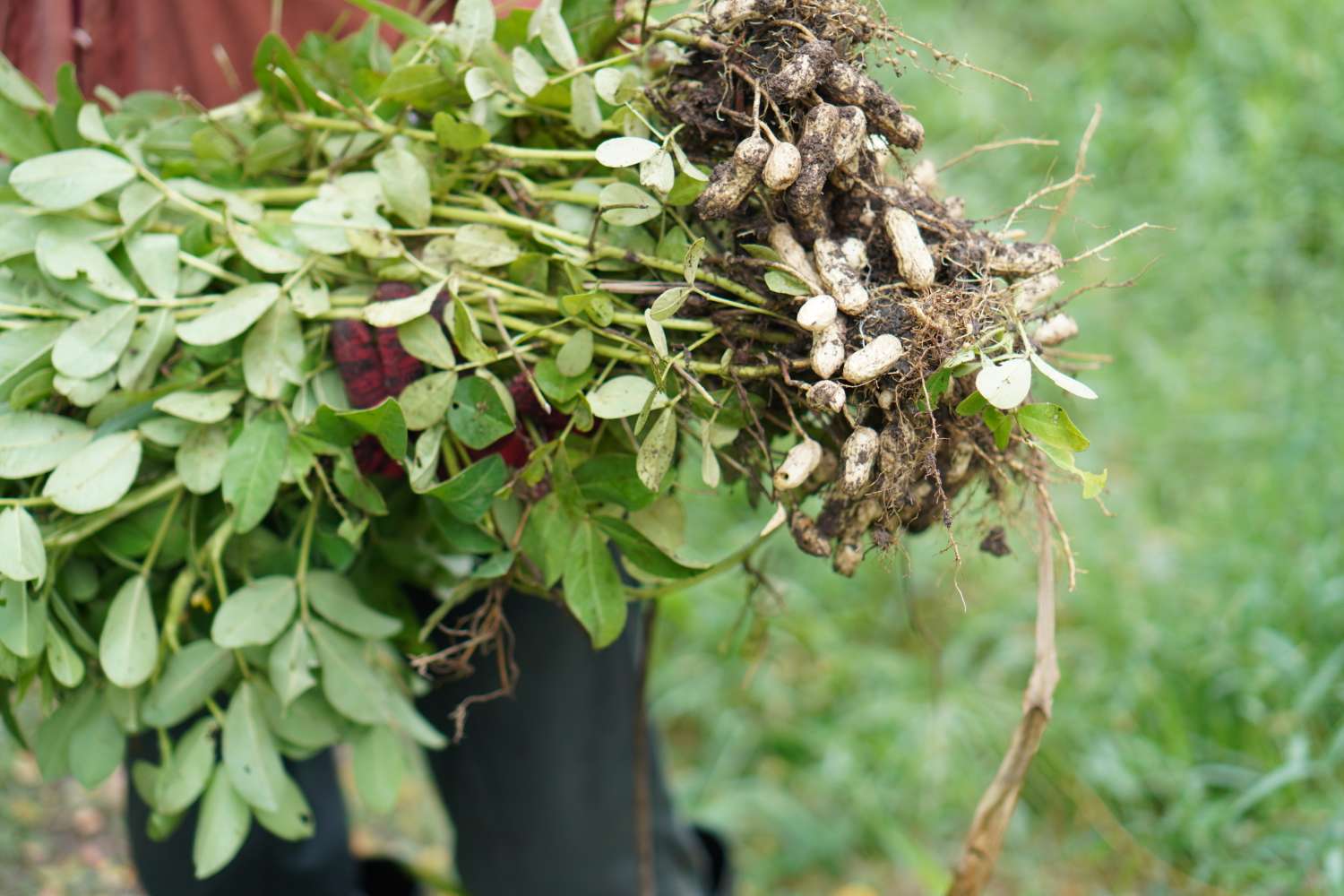 A person holding freshly harvested peanut plants with roots and peanuts visible
