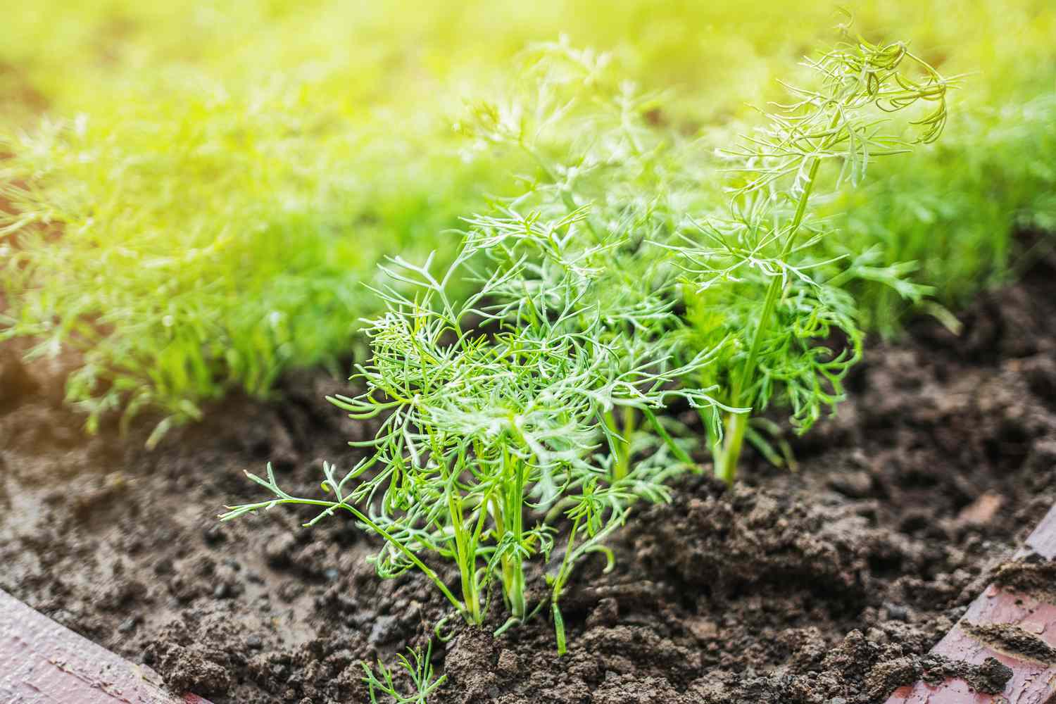 Fresh green leaves of dill with drops of dew in the garden garden. Background. Natural healthy food