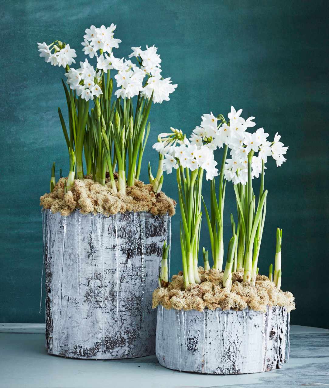 two pots of narcissi paperwhites flowers