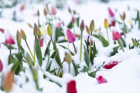 Tulips covered with snow during spring bloom. 
