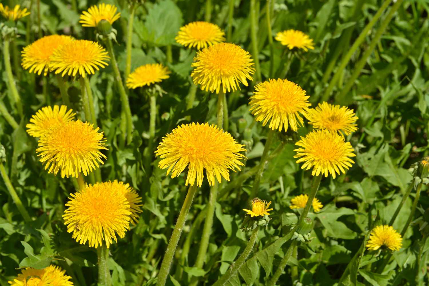 Dandelions in the meadow
