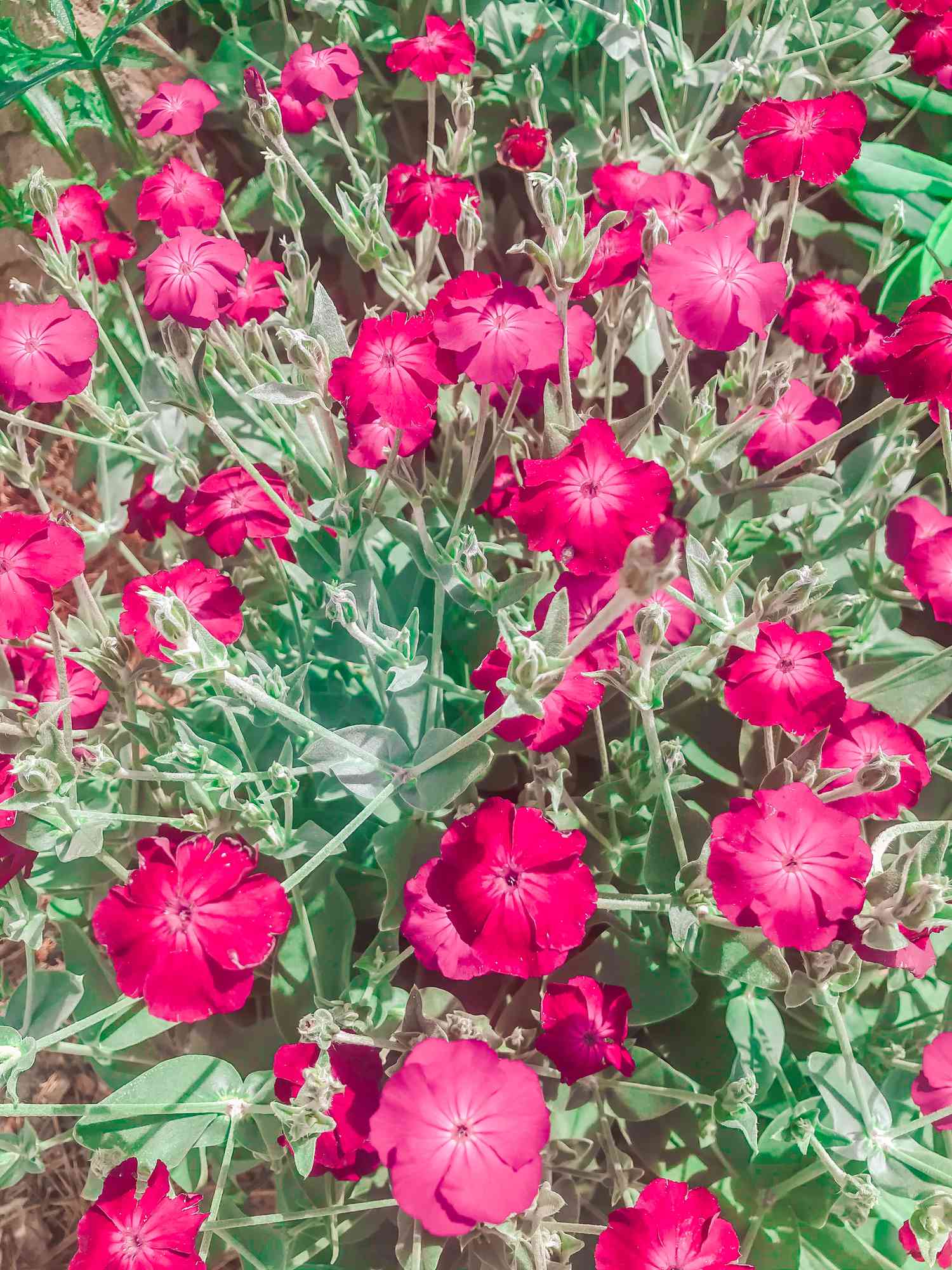 rose campion in field 
